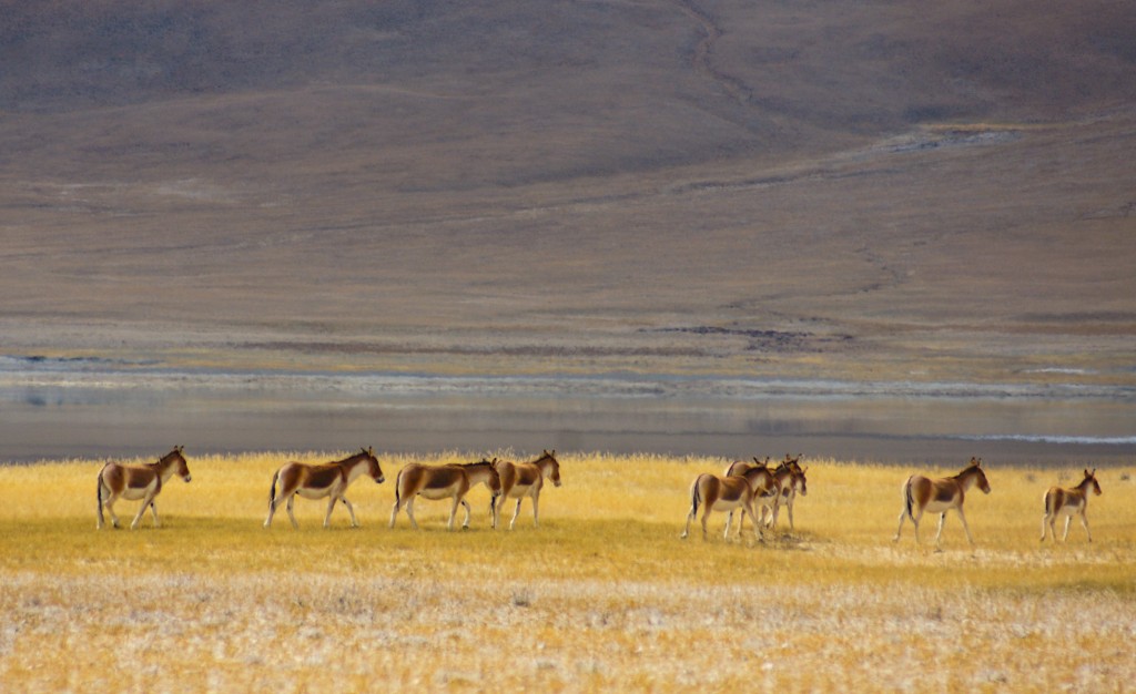 Eine Gruppe Wildesel in weiter Distanz. Es ist nicht einfach auf knapp 5000 Metern einer Herde nachzusprinten. Deswegen sind leistungsstarke Teleobjektive von Vorteil