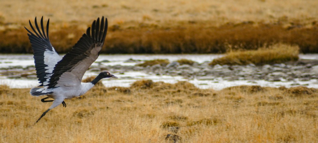 Auch Ornithologen kommen in Tibet auf ihre Kosten