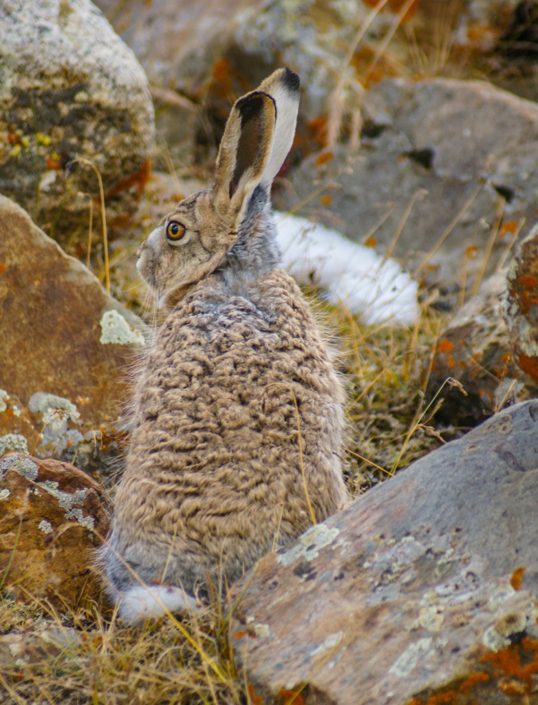 Der ominöse Riesenhase war nicht sonderlich scheuh und liess mich bis ca. 2 Meter an ihn ran