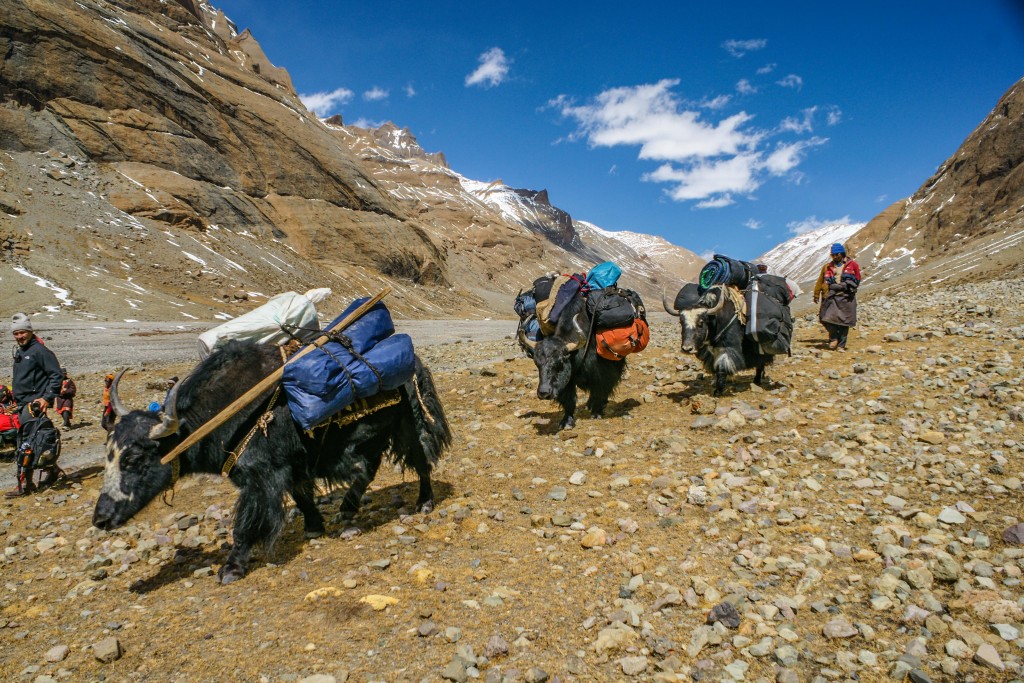 Die schwerbepackten Yaks eine amerikanischen Reisegruppe auf dem Rückweg, da sie infolge von zuviel Schnee umkehren mussten