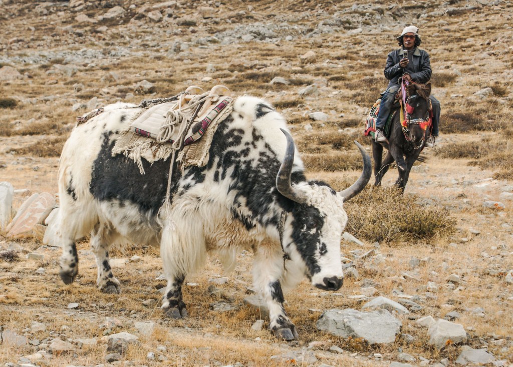 Tibetischer Nomade mit einer Herde Yaks. Mit dem Mobiltelefon hat er mich fotografiert 