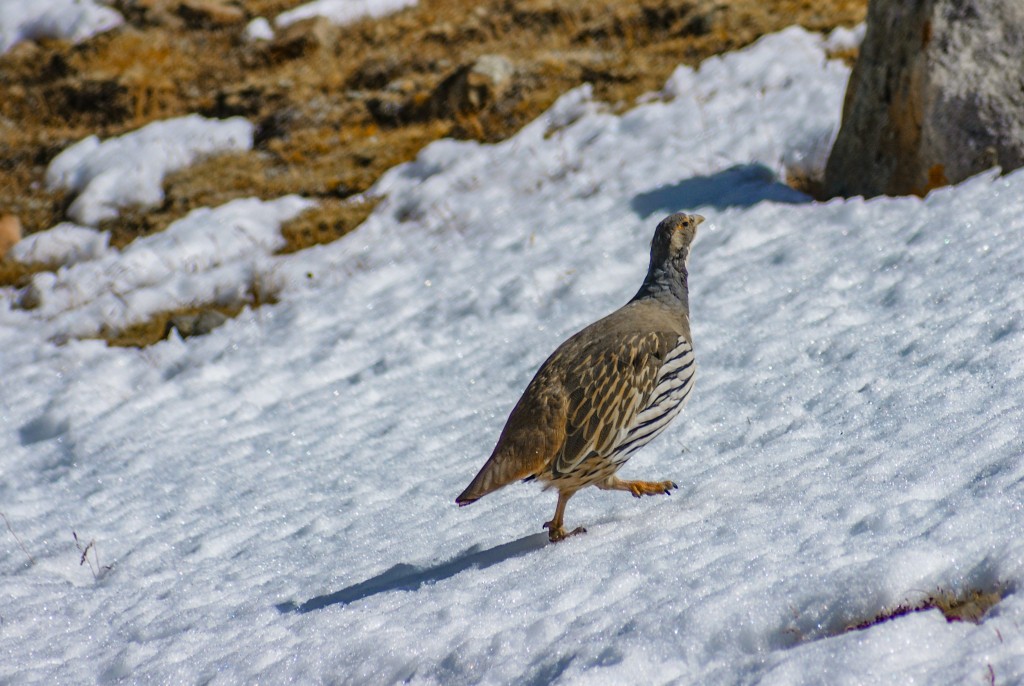 Eine Art Schneehuhn am Kailash