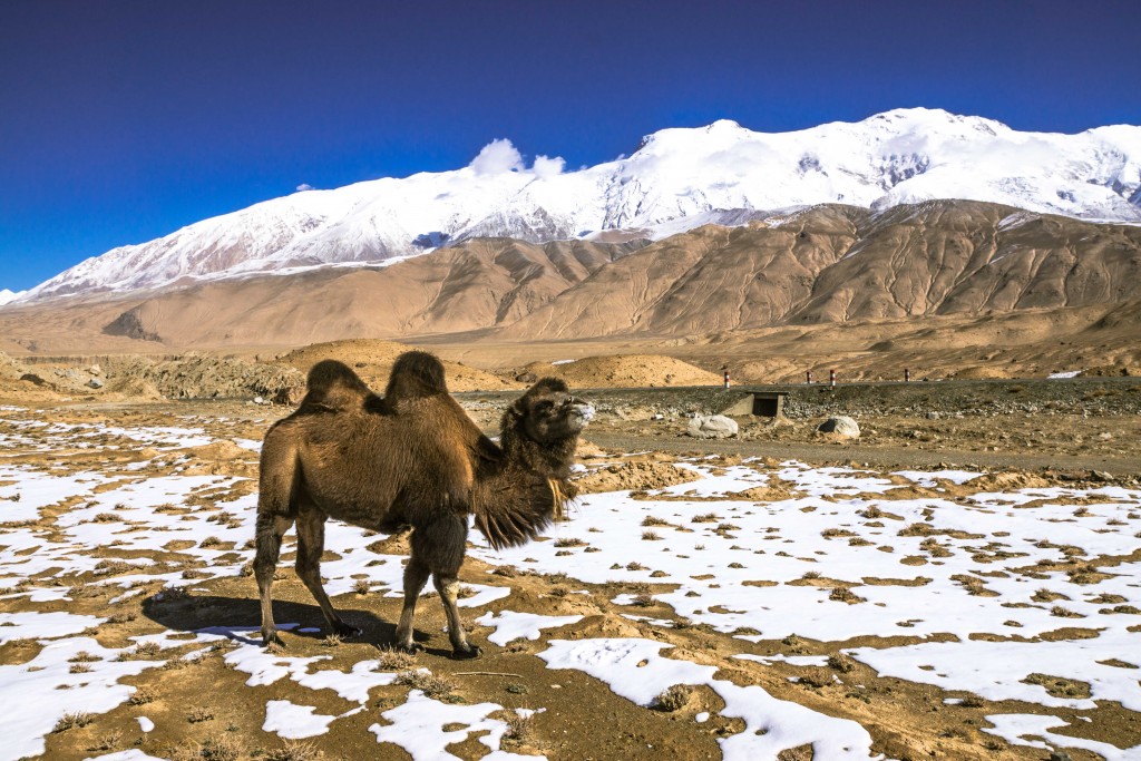Kamel mit 6000-ern im Hintergrund