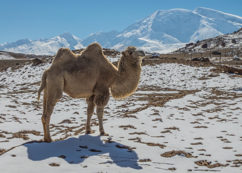 Und Kamepl im Schnee auf dem Karakorum Highway mit Muztagh Ata im Hintergrund darf natürlich nicht fehlen