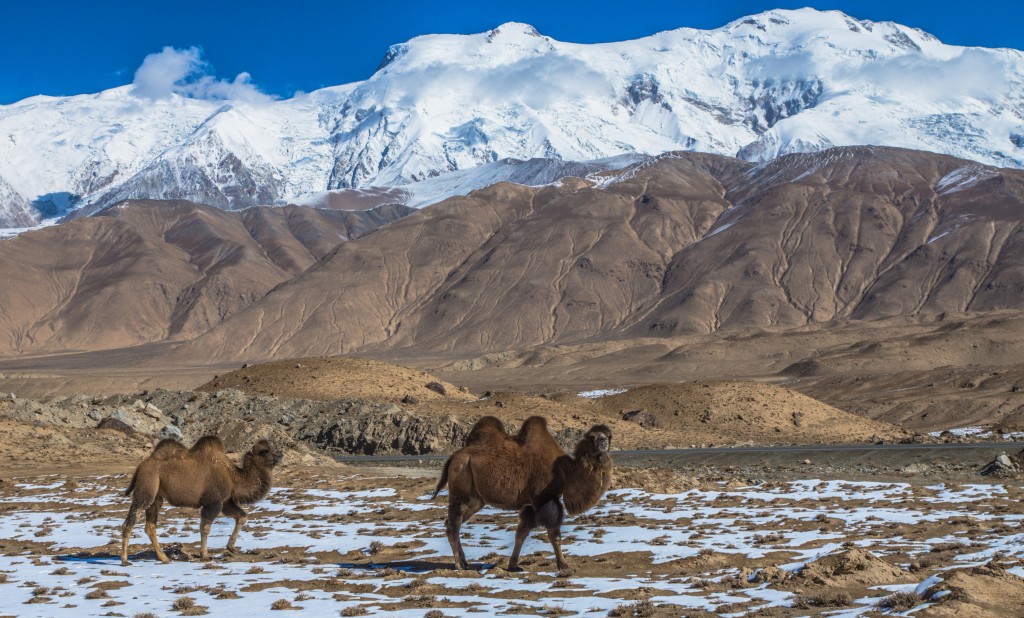 Xinjiang_Kashigar_Karakorum_highway_kamelpaar_schneeberge