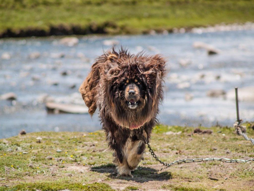 Falls man in diese Situation gerät ohne dass der Mastiff angekettet ist, hatg man ein grösseres Problem. Man sucht sich dann einen mäglichst grossen Stein von einem Kg aufwärts, am besten mehrere und zwar ganz schnell. Ansonsten heisst es Frieden mit sich selbst und der Welt zu schliessen. 