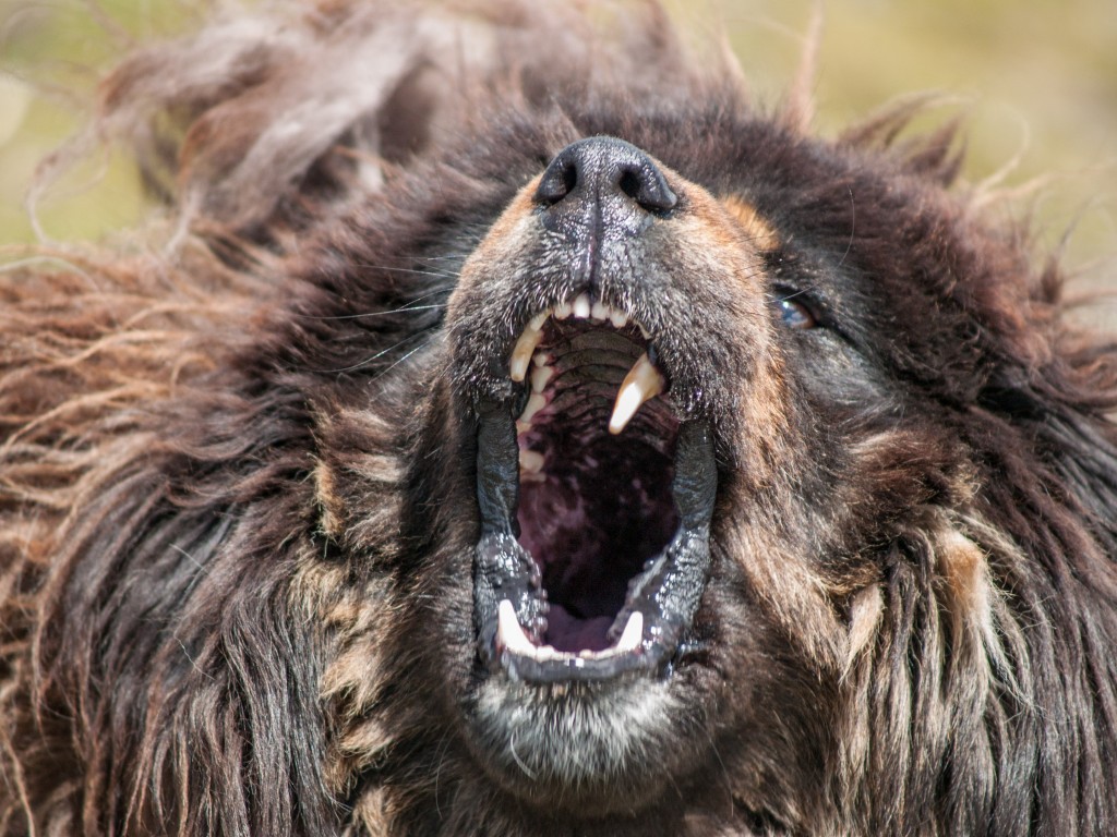 Nein, man möchte den Tibetan Mastiffs wirklich nicht zu nahe kommen